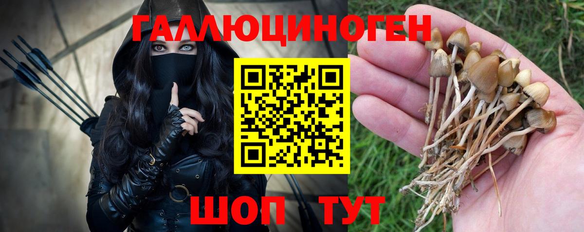 Галлюциногенные грибы Psilocybe Балашов